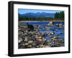 Wolf on Rocks at Edge of Flathead River-null-Framed Photographic Print