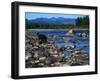 Wolf on Rocks at Edge of Flathead River-null-Framed Photographic Print