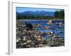 Wolf on Rocks at Edge of Flathead River-null-Framed Photographic Print