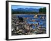 Wolf on Rocks at Edge of Flathead River-null-Framed Photographic Print