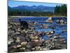 Wolf on Rocks at Edge of Flathead River-null-Mounted Photographic Print