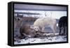 Wolf Pack Eating Deer Carcass-W. Perry Conway-Framed Stretched Canvas