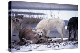 Wolf Pack Eating Deer Carcass-W. Perry Conway-Stretched Canvas