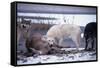 Wolf Pack Eating Deer Carcass-W. Perry Conway-Framed Stretched Canvas