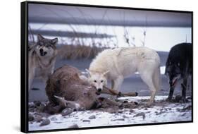 Wolf Pack Eating Deer Carcass-W. Perry Conway-Framed Stretched Canvas