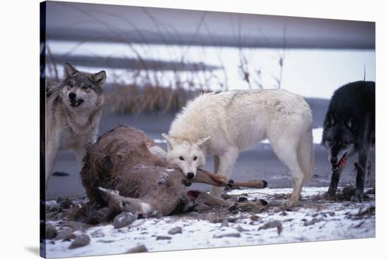 Wolf Pack Eating Deer Carcass-W. Perry Conway-Stretched Canvas