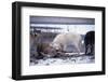 Wolf Pack Eating Deer Carcass-W. Perry Conway-Framed Premium Photographic Print