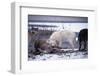 Wolf Pack Eating Deer Carcass-W. Perry Conway-Framed Premium Photographic Print