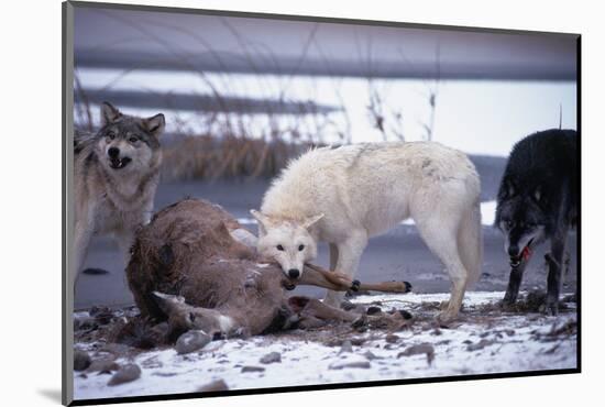 Wolf Pack Eating Deer Carcass-W. Perry Conway-Mounted Premium Photographic Print