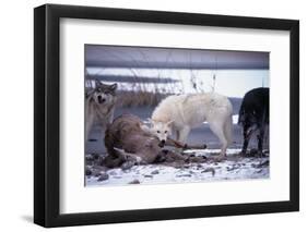 Wolf Pack Eating Deer Carcass-W. Perry Conway-Framed Photographic Print