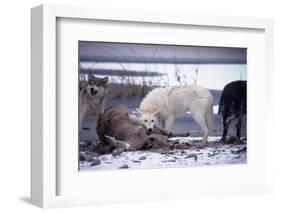 Wolf Pack Eating Deer Carcass-W. Perry Conway-Framed Photographic Print