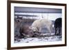 Wolf Pack Eating Deer Carcass-W. Perry Conway-Framed Photographic Print