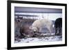 Wolf Pack Eating Deer Carcass-W. Perry Conway-Framed Photographic Print