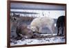 Wolf Pack Eating Deer Carcass-W. Perry Conway-Framed Photographic Print