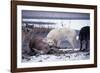 Wolf Pack Eating Deer Carcass-W. Perry Conway-Framed Photographic Print