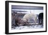 Wolf Pack Eating Deer Carcass-W. Perry Conway-Framed Photographic Print