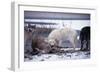 Wolf Pack Eating Deer Carcass-W. Perry Conway-Framed Photographic Print