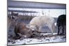 Wolf Pack Eating Deer Carcass-W. Perry Conway-Mounted Photographic Print