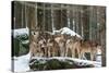 Wolf pack huddling together in snowy forest, Czech Republic-Franco Banfi-Stretched Canvas