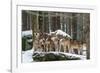 Wolf pack huddling together in snowy forest, Czech Republic-Franco Banfi-Framed Photographic Print