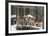 Wolf pack huddling together in snowy forest, Czech Republic-Franco Banfi-Framed Photographic Print