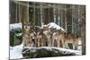 Wolf pack huddling together in snowy forest, Czech Republic-Franco Banfi-Mounted Photographic Print