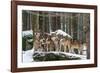 Wolf pack huddling together in snowy forest, Czech Republic-Franco Banfi-Framed Photographic Print