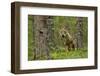 Wolf portrait (Canis lupus) in a forest, Finland, July-Danny Green-Framed Photographic Print