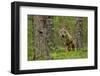 Wolf portrait (Canis lupus) in a forest, Finland, July-Danny Green-Framed Photographic Print