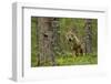 Wolf portrait (Canis lupus) in a forest, Finland, July-Danny Green-Framed Photographic Print