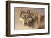 Wolf Portrait-Kalon Baughan-Framed Giclee Print