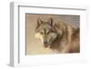 Wolf Portrait-Kalon Baughan-Framed Giclee Print