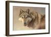 Wolf Portrait-Kalon Baughan-Framed Giclee Print