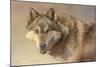 Wolf Portrait-Kalon Baughan-Mounted Giclee Print