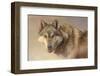 Wolf Portrait-Kalon Baughan-Framed Art Print