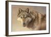 Wolf Portrait-Kalon Baughan-Framed Art Print