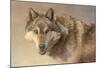 Wolf Portrait-Kalon Baughan-Mounted Art Print