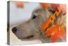 Wolf Profile Autumn Leaves-Gordon Semmens-Stretched Canvas