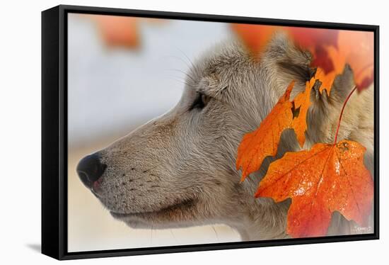 Wolf Profile Autumn Leaves-Gordon Semmens-Framed Stretched Canvas