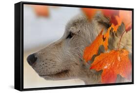 Wolf Profile Autumn Leaves-Gordon Semmens-Framed Stretched Canvas