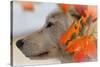 Wolf Profile Autumn Leaves-Gordon Semmens-Stretched Canvas