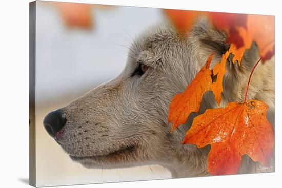 Wolf Profile Autumn Leaves-Gordon Semmens-Stretched Canvas