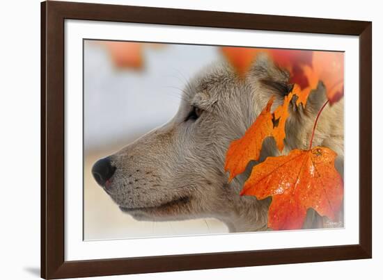 Wolf Profile Autumn Leaves-Gordon Semmens-Framed Photographic Print