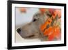 Wolf Profile Autumn Leaves-Gordon Semmens-Framed Photographic Print