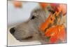 Wolf Profile Autumn Leaves-Gordon Semmens-Mounted Photographic Print