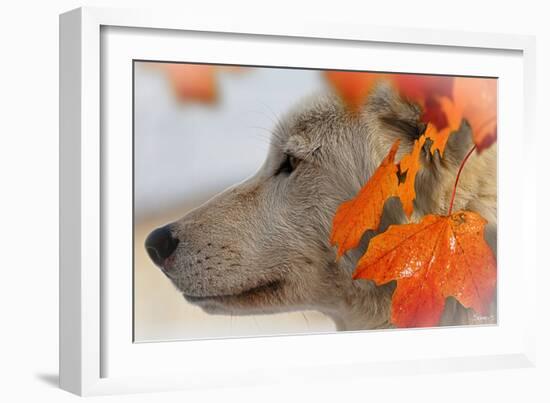 Wolf Profile Autumn Leaves-Gordon Semmens-Framed Photographic Print