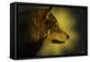 Wolf Profile HL1-Gordon Semmens-Framed Stretched Canvas