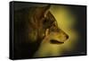 Wolf Profile HL1-Gordon Semmens-Framed Stretched Canvas