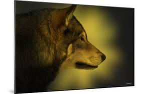 Wolf Profile HL1-Gordon Semmens-Mounted Photographic Print