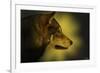 Wolf Profile HL1-Gordon Semmens-Framed Photographic Print